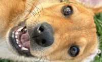 Conoce la página de Instagram para adoptar perros en Guanajuato