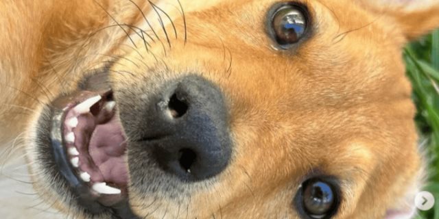 Conoce la página de Instagram para adoptar perros en Guanajuato