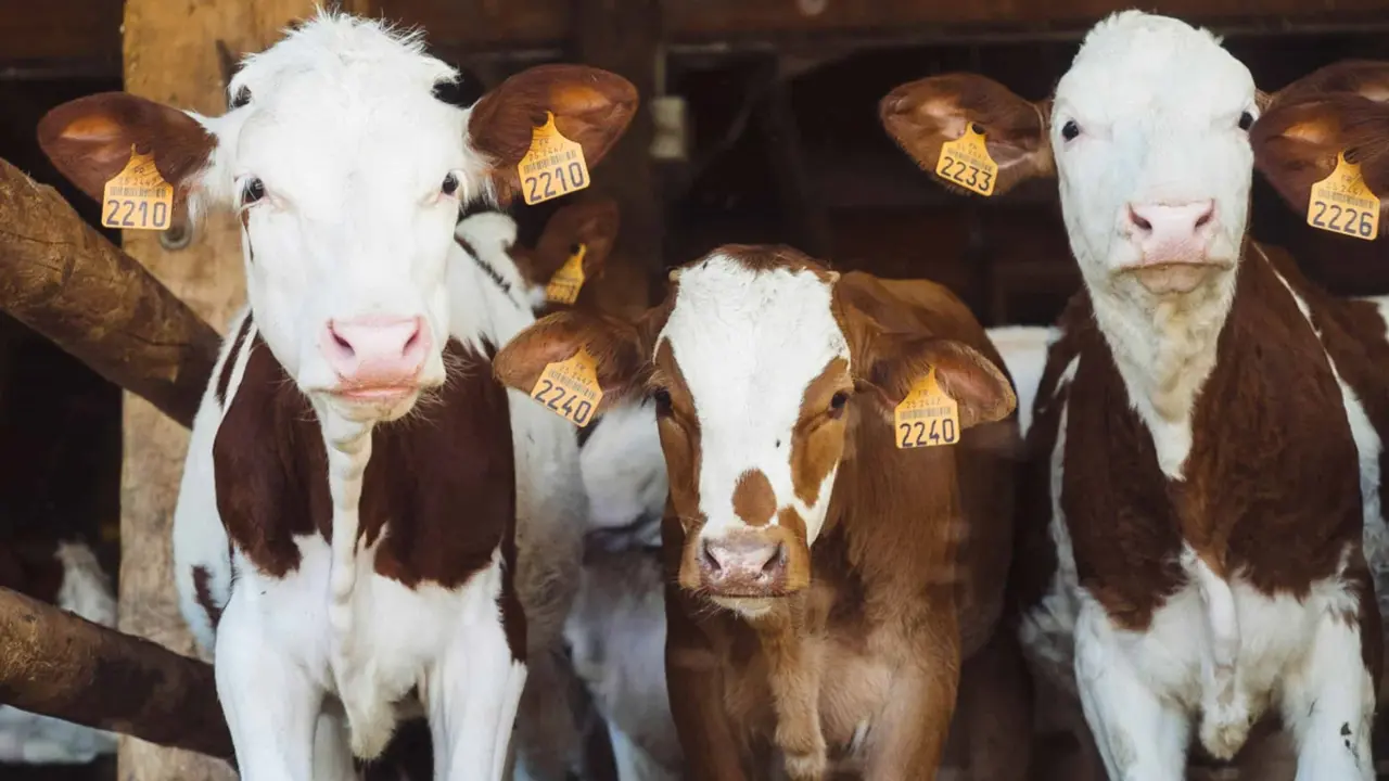 Jalisco, sede del Congreso Nacional Ovino Caprino; realizarán el concurso del parrillero para impulsar consumo de carne de cabra y borrego.