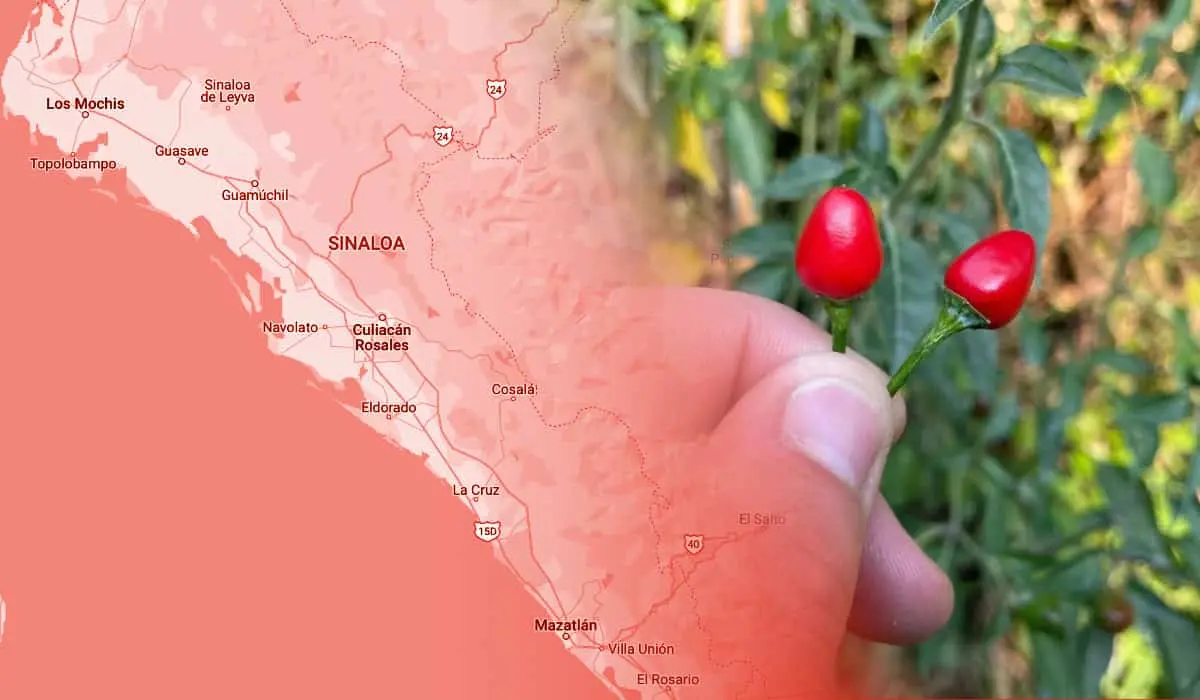 El chile chiltepín, el oro rojo de la sierra de Sinaloa