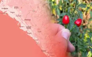 El chile chiltepín también conocido como el oro rojo se vuelve protagonista en la sierra de Sinaloa