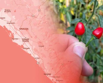 El chile chiltepín también conocido como el oro rojo se vuelve protagonista en la sierra de Sinaloa
