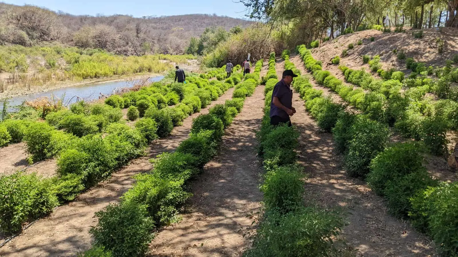 Cultivo de chiltepín tecnificado en el Realito, Badiraguato