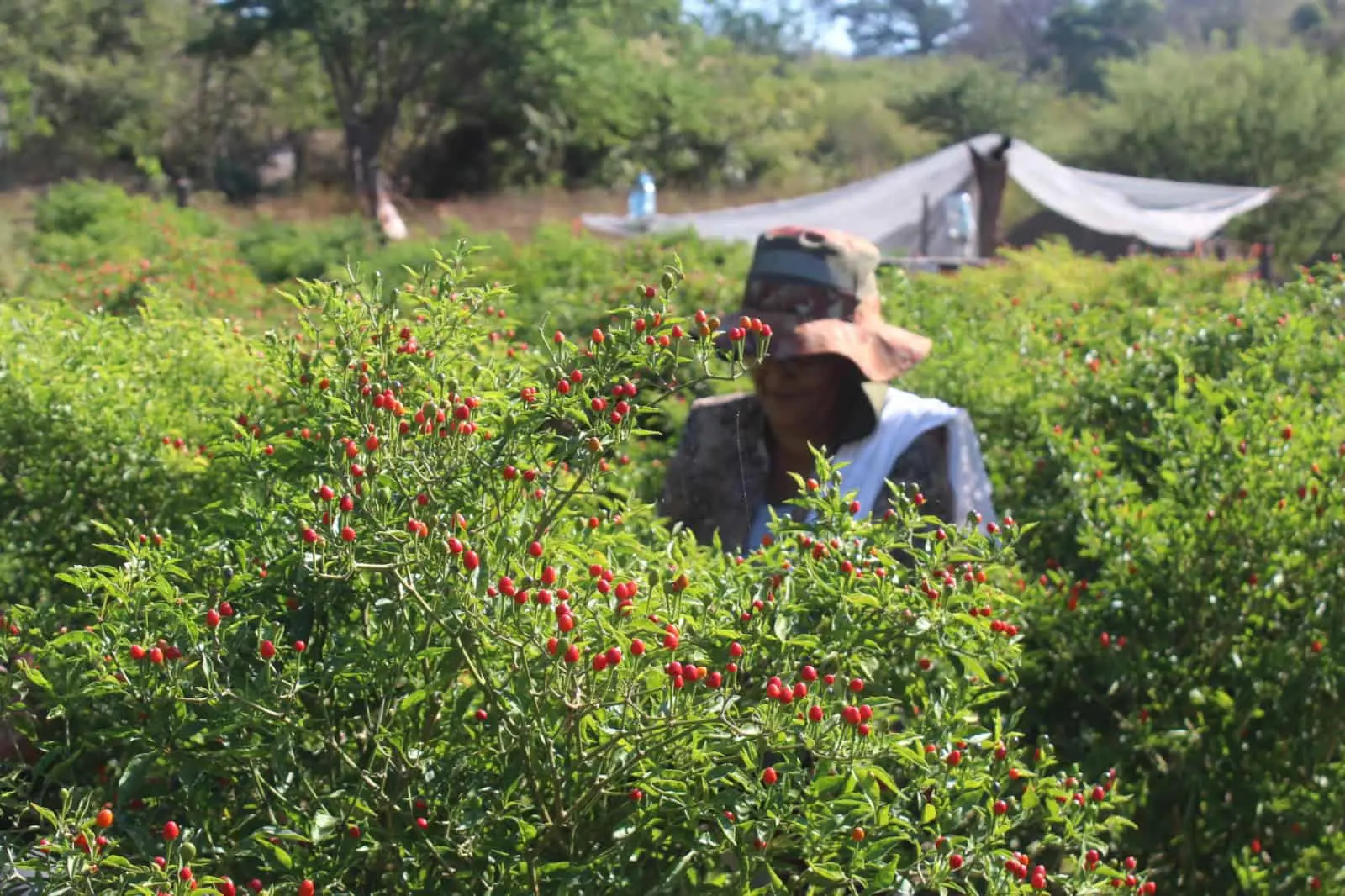 Corte de chile chiltepín en la sierra de Sinaloa