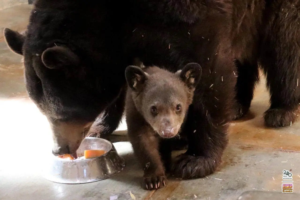 Nace Oso negro en zoológico de Morelia 