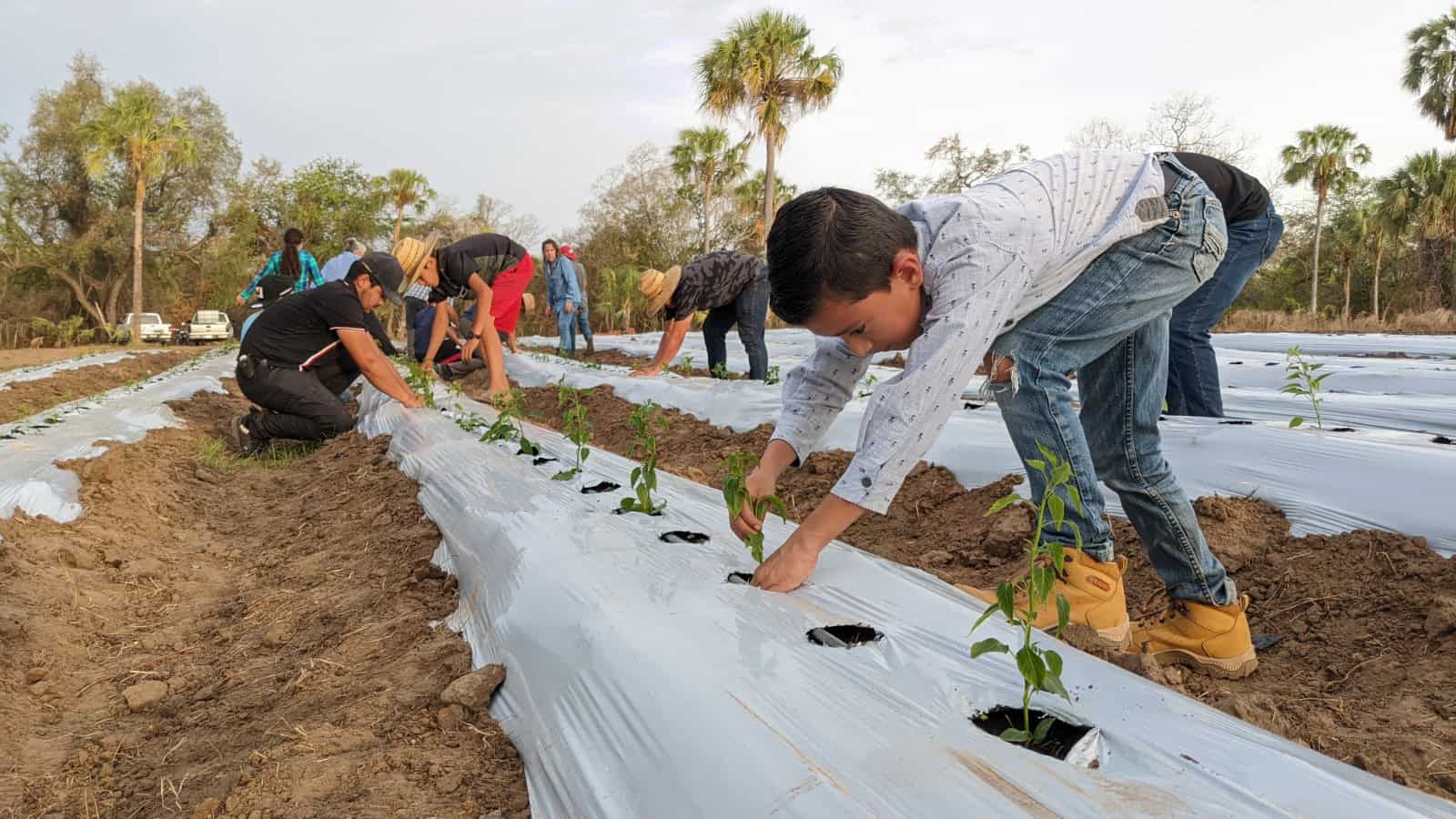 Plantación de chile chiltepín empleando a la propia familia en Mocorito