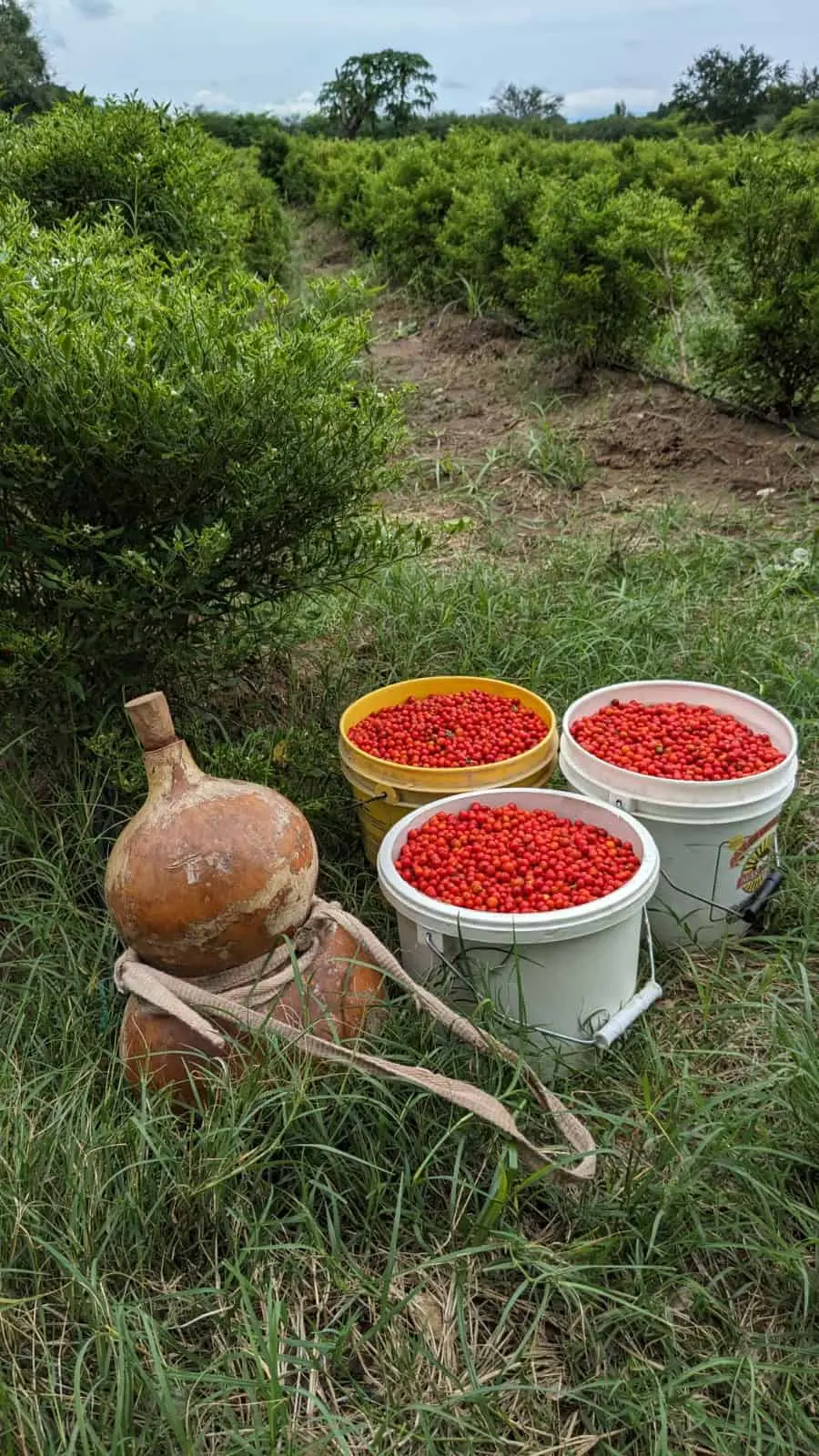 Una cosecha exitosa de chiltepín en la sierra de Sinaloa