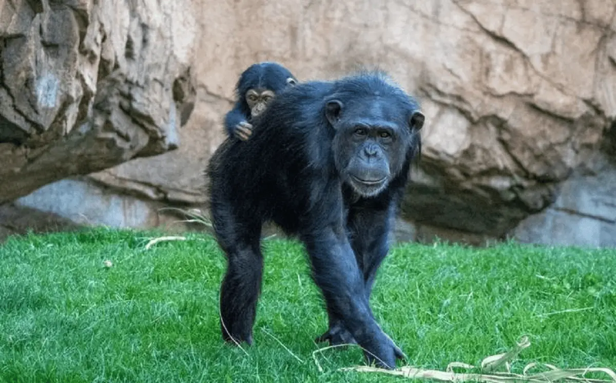 La chimpancé, de nombre Natalia, vive en el zoológico Bioparc en Valencia, España. Foto: Instagram oficial