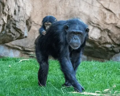 La chimpancé Natalia, demuestra que el amor de una madre es infinito; conoce la historia