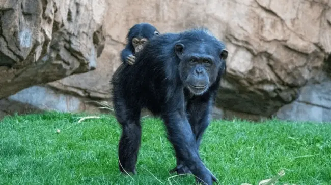 La chimpancé, de nombre Natalia, vive en el zoológico Bioparc en Valencia, España. Foto: Instagram oficial