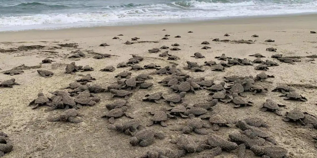 Liberan tortugas en playas de Michoacán.