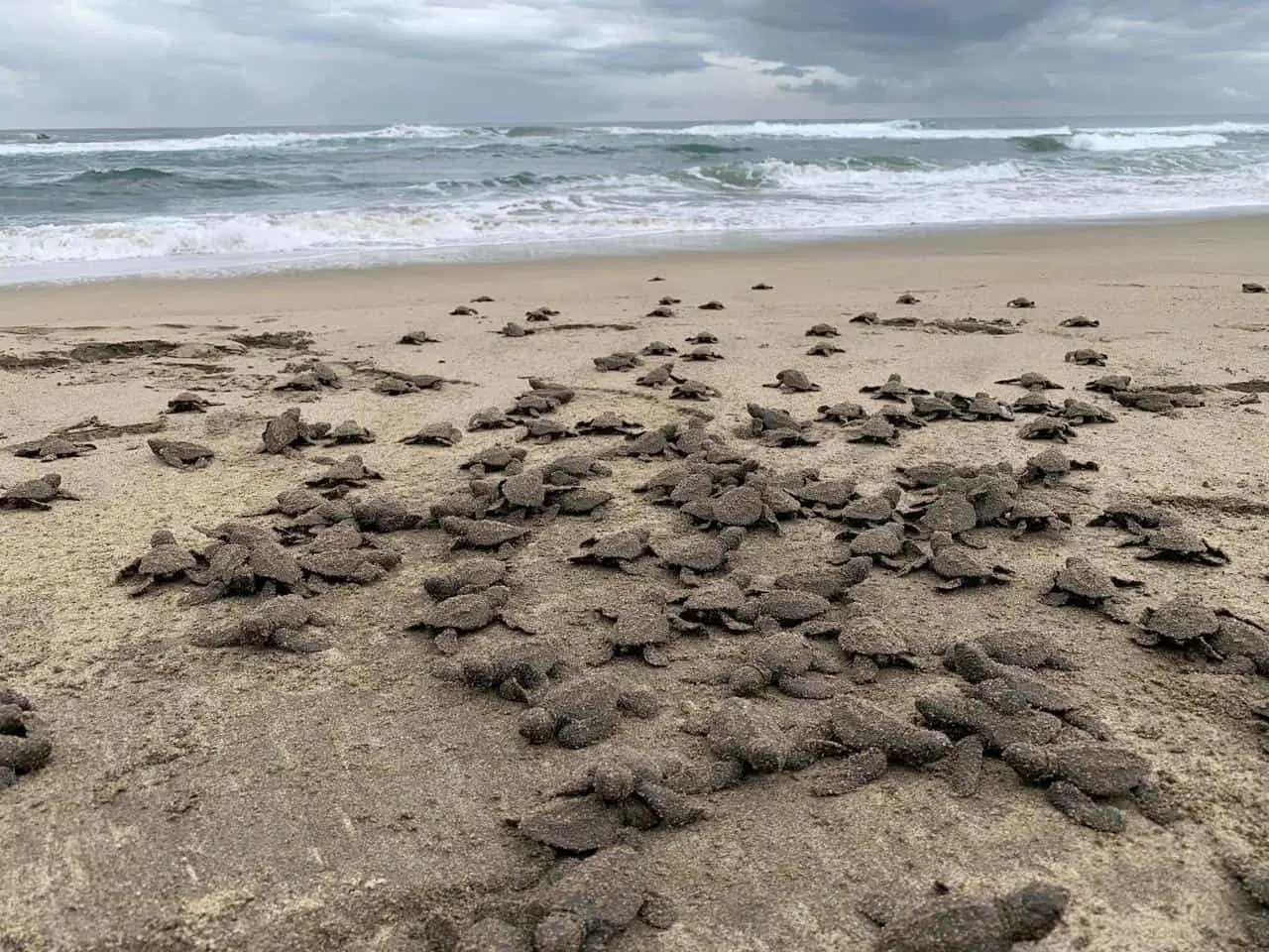 Liberan tortugas en playas de Michoacán.
