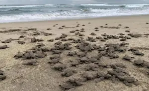 Así fue el emocionante momento en el que liberaron a 2.4 millones de tortugas en playas de Michoacán