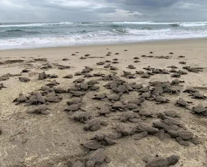 Así fue el emocionante momento en el que liberaron a 2.4 millones de tortugas en playas de Michoacán