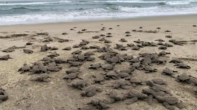 Liberan tortugas en playas de Michoacán.