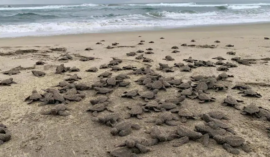 Liberan tortugas en playas de Michoacán.