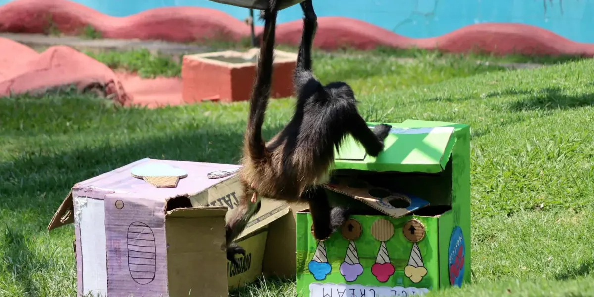 Changos en el zoológico de Morelia.