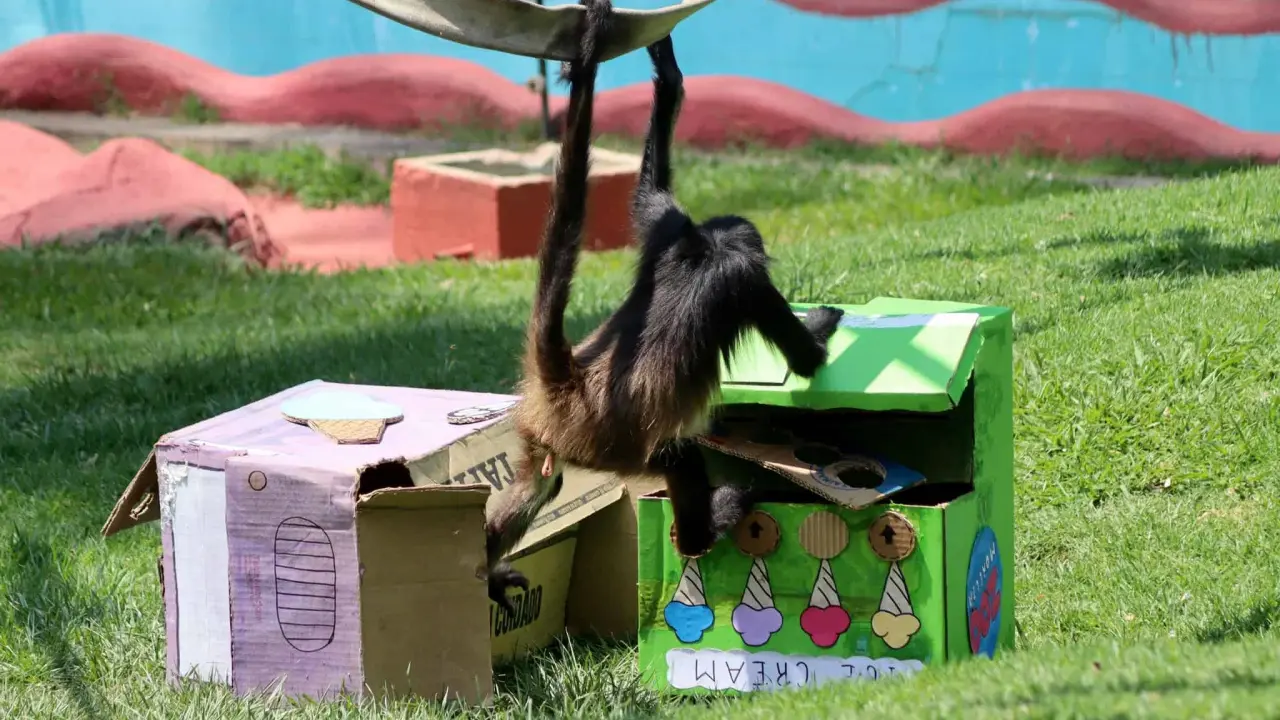 Changos en el zoológico de Morelia.