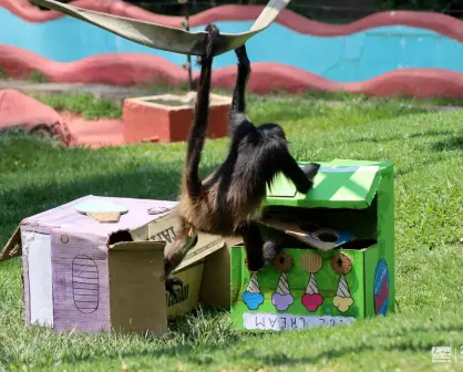 Así se refrescan los changuitos del Zoológico de Morelia por la onda de calor