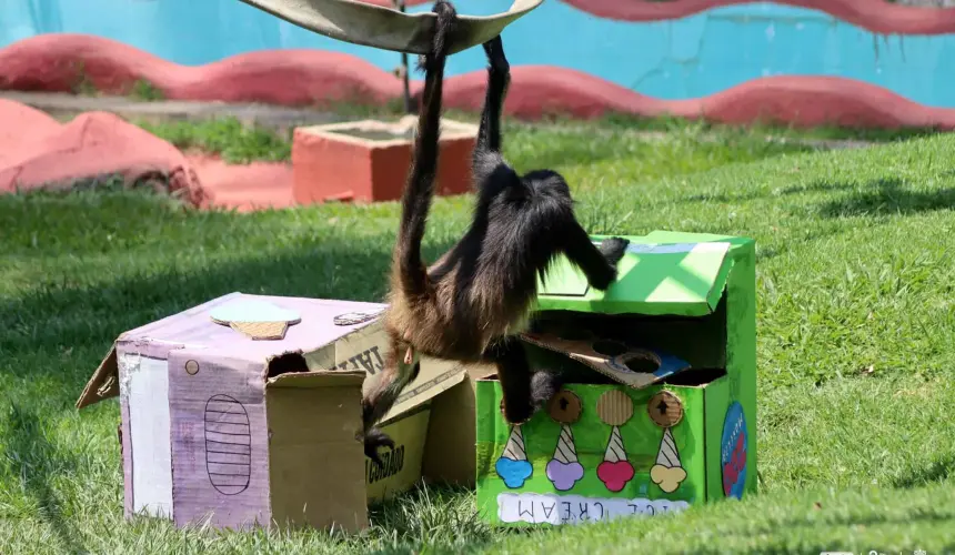 Changos en el zoológico de Morelia.