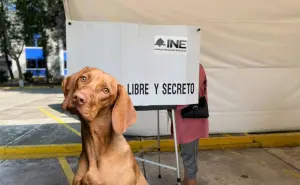 Elecciones 2024: INE aclara que no habrá consulta popular contra maltrato animal el 2 de junio