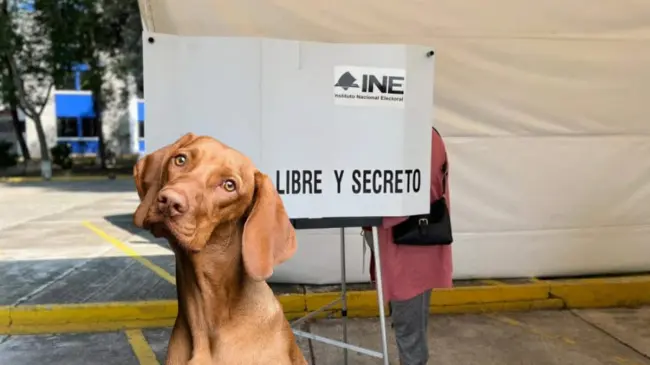 El INE aclaró el rumor sobre la supuesta consulta popular el 2 de junio. Foto: Tus Buenas Noticias