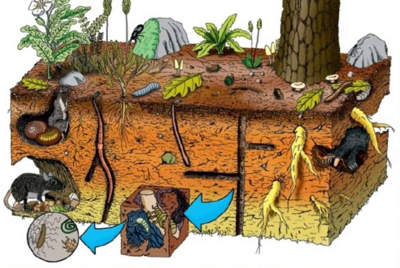 Animales y microorganismos del suelo