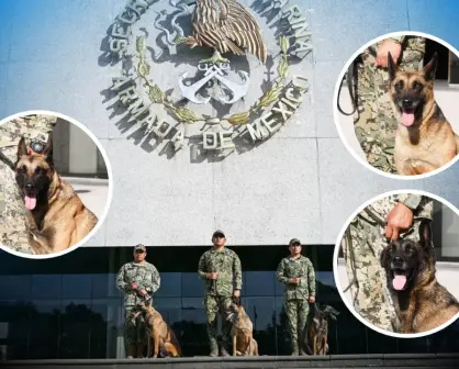 ¡Misión cumplida! Despiden con honores a Eden, Erny y Eska, agentes caninos de la Marina