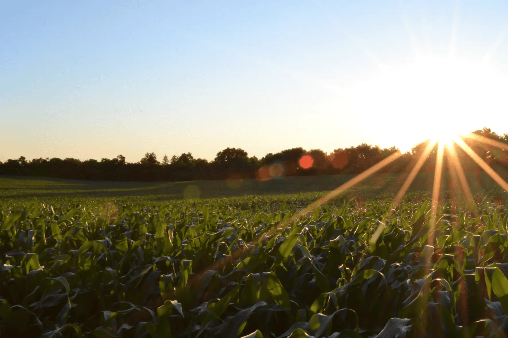 agricultura_empleo_requisitos