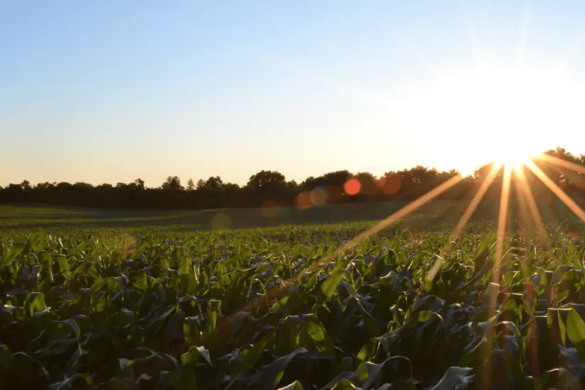 agricultura_empleo_requisitos