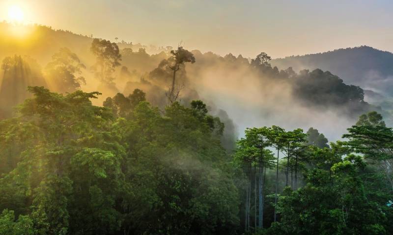 Los bosques son esenciales para la conservación del medio ambiente. Foto Shutterstock
