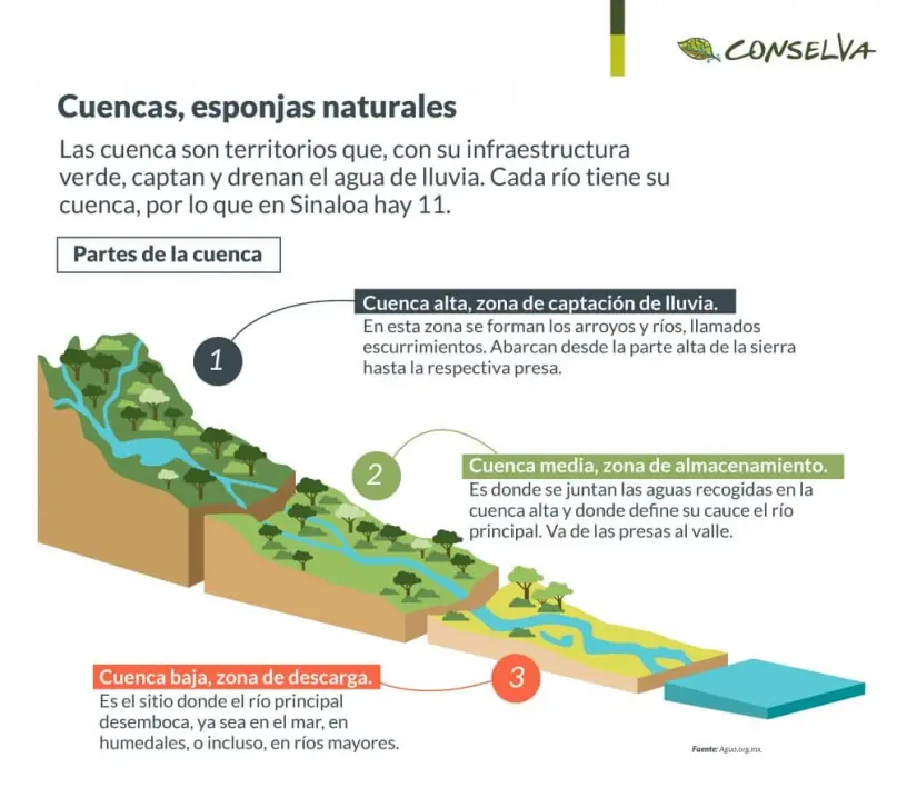 Cuencas, esponjas naturales