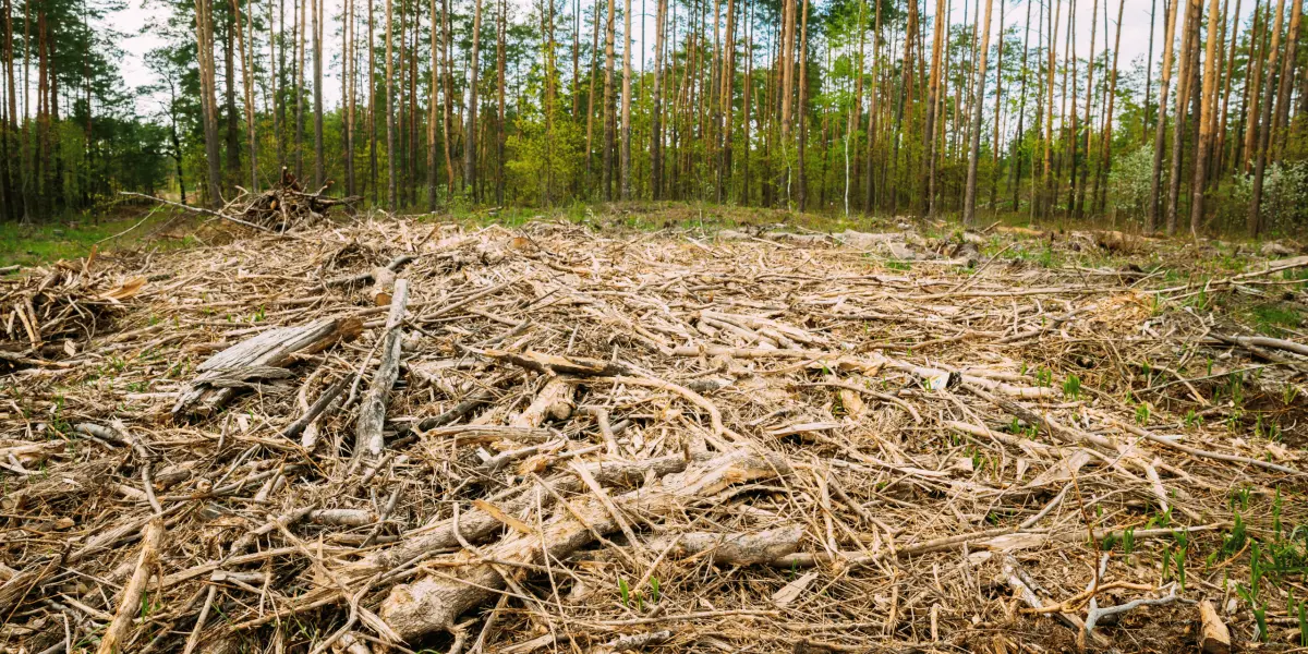 Deforestación con un impacto severo para el medio ambiente