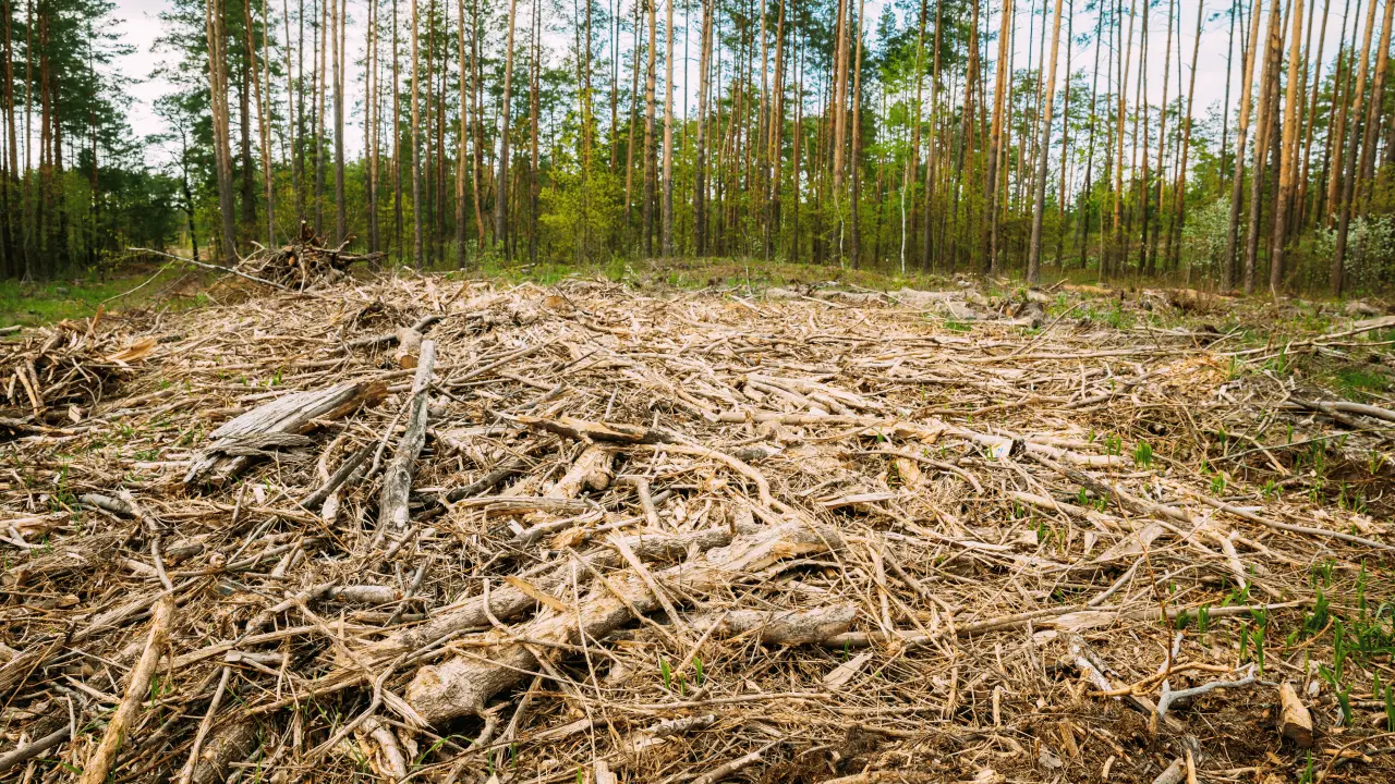 Deforestación con un impacto severo para el medio ambiente