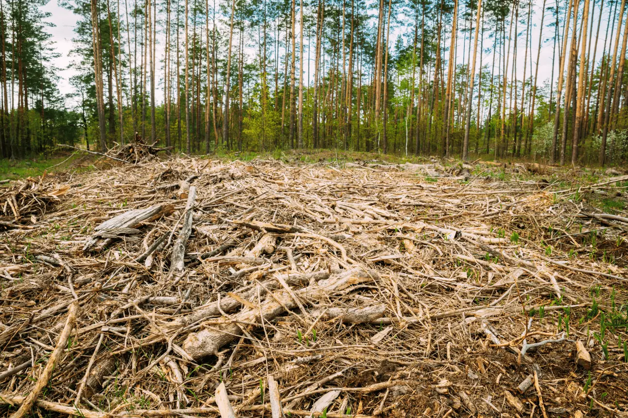 Deforestación con un impacto severo para el medio ambiente
