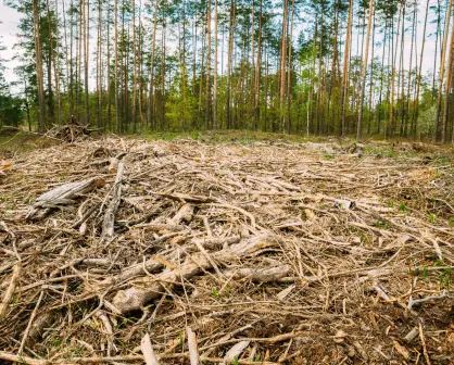 Día Mundial del Medio Ambiente: Urge detener la deforestación para mitigar la sequía