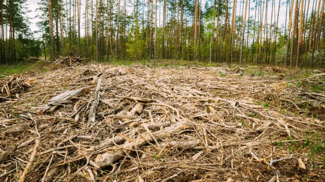 Deforestación con un impacto severo para el medio ambiente