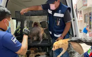 ¡Histórico rescate!  Salvan a 27 perros que estaban en completo abandono en Mazatlán 