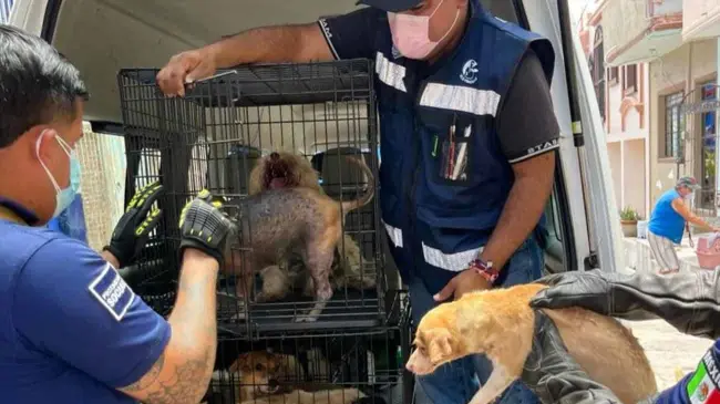 ¡Histórico rescate!  Salvan a 27 perros que estaban en completo abandono en Mazatlán 