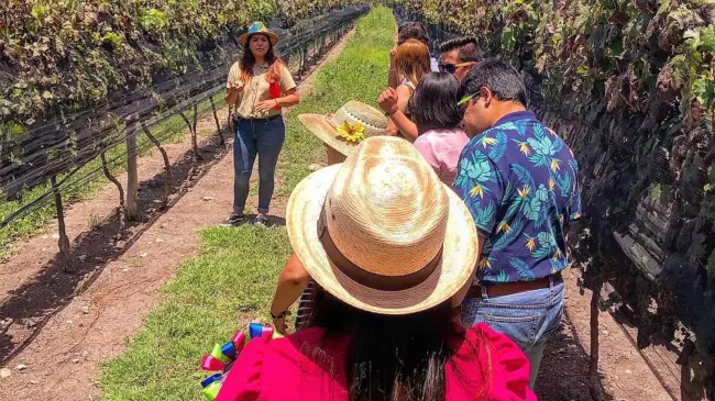 La Vendimia más Mexicana será en Viñedos Azteca, en Querétaro, entérate de los detalles. Foto: Cortesía