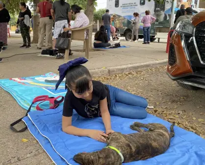 ¡Atención! Invitan a jornada de esterilización de perros y gatos en la colonia Huizaches en Culiacán
