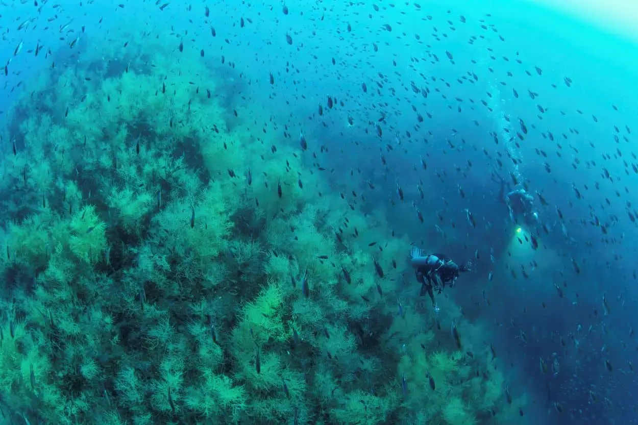 Atlas de Buceo, descubriendo el mundo marino. Foto Octavio Aburto