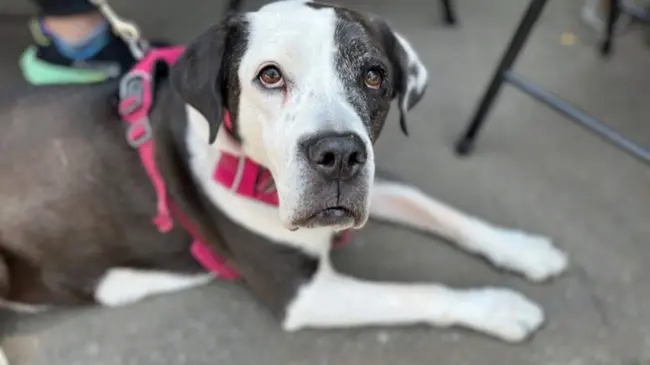 Crean padrón para paseadores de perros en CDMX; darán credenciales de certificación.