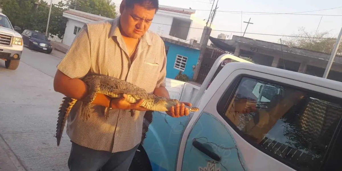 Hallan un cocodrilo en el patio de una casa en Culiacán. Foto: Cortesía