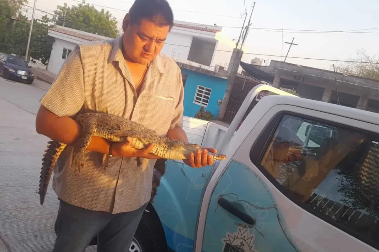 Hallan un cocodrilo en el patio de una casa en Culiacán. Foto: Cortesía