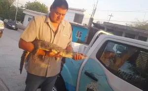 Encuentran un cocodrilo en el patio de una casa en Culiacán; lo regresan a su hábitat
