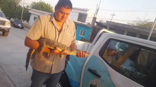 Hallan un cocodrilo en el patio de una casa en Culiacán. Foto: Cortesía