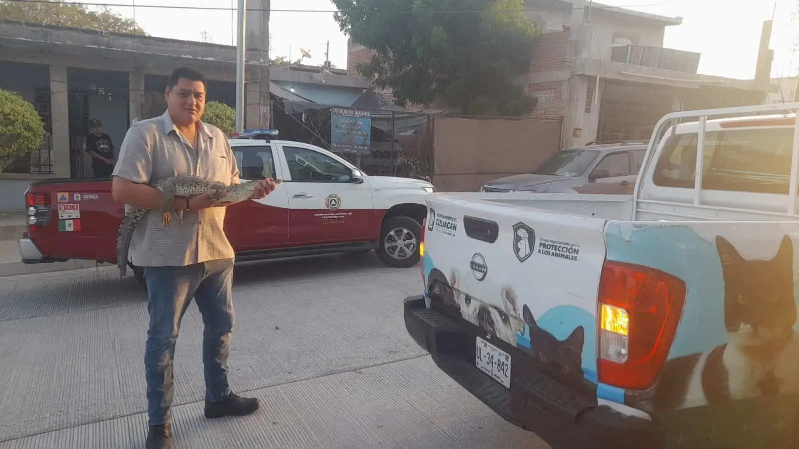 Autoridades retiran el cocodrilo de la vivienda en Culiacán