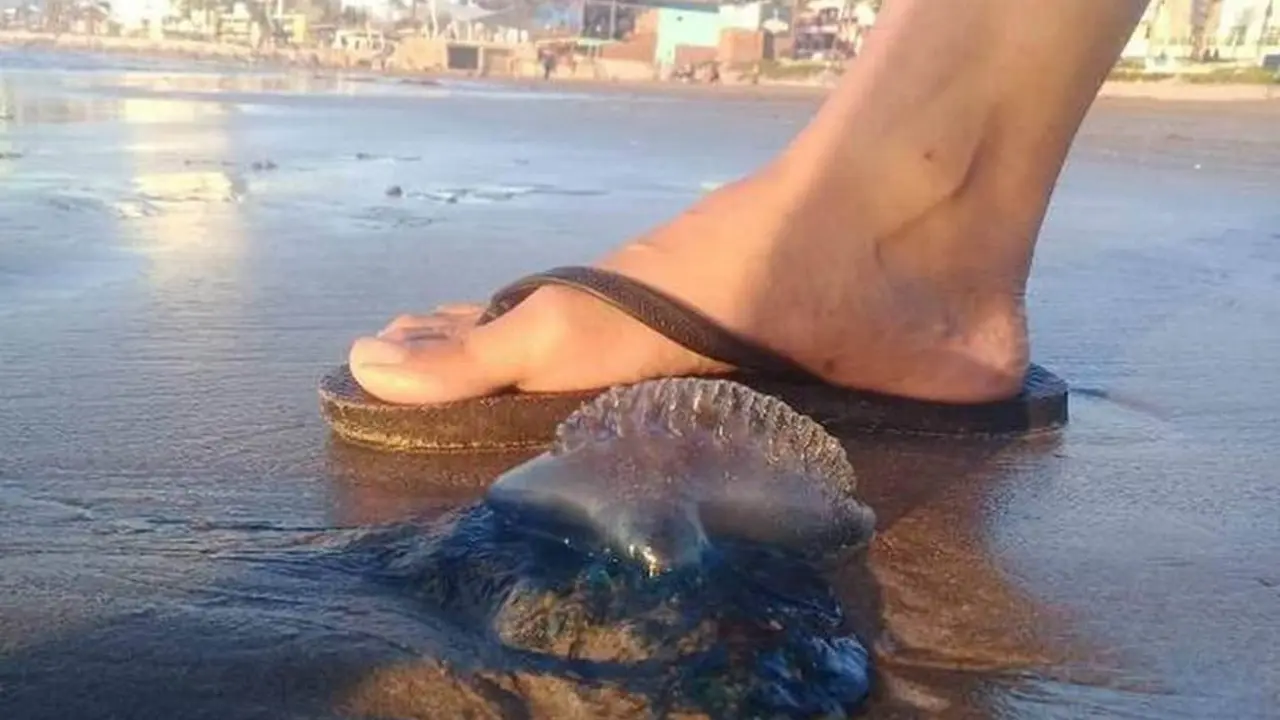 Playass de Mazatlán. Advierten por quemadores y efectos de mar de fondo.