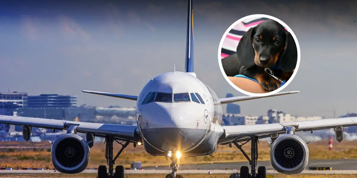 Todo lo que debes saber antes de viajar con tu mascota en un avión en México, Foto: Pixabay-Tus Buenas Noticias